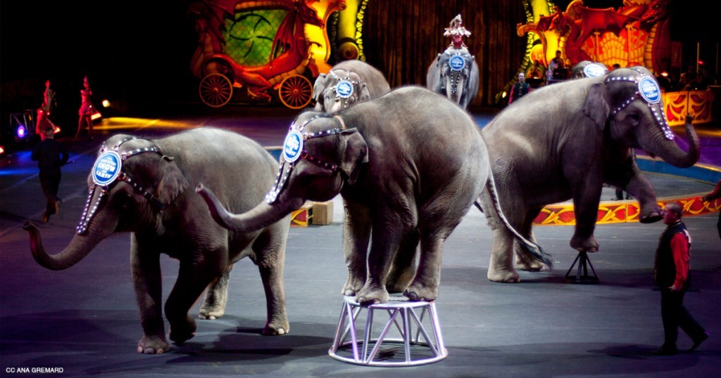 circus-elephants-cc-ana-gremard-article-image-1200-630-1024x538