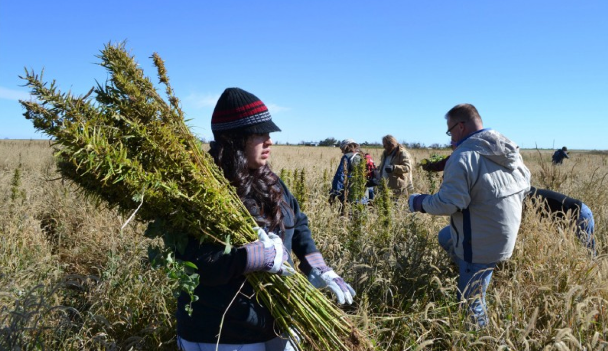 Volunteers harvest hemp at a farm in Springfield, Colo. in October 2013 in a during the first known harvest of industrial hemp in the U.S. since the 1950s. Expanded hemp growing will be happening in 2014 with the advent of state licensing. (P. Solomon Banda, Associated Press file) 